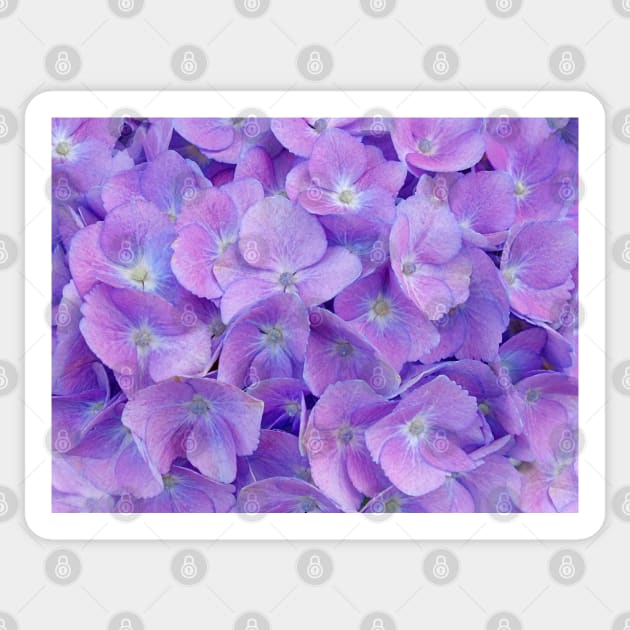 Hydrangea lilac Sticker by CatyArte